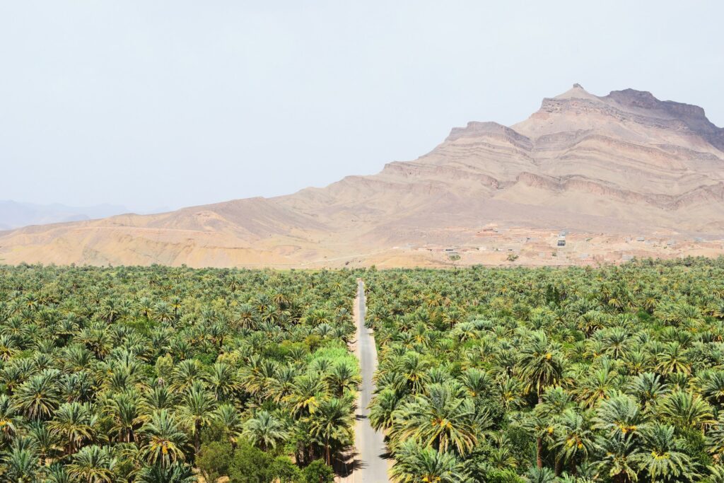 Palmeraie et oasis de la vallée du Drâa